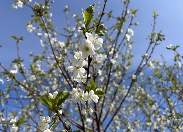 Лучшие сорта вишни для успешного урожая в средней полосе России