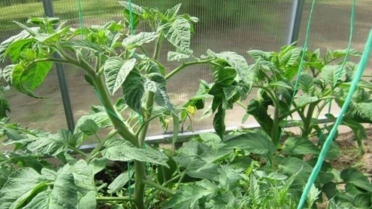 Почему ваши томаты могут „жиреть“, и как это исправить?