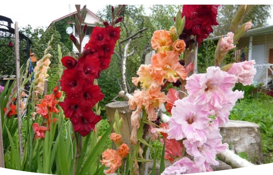 Гладиолусы: советы по осеннему уходу