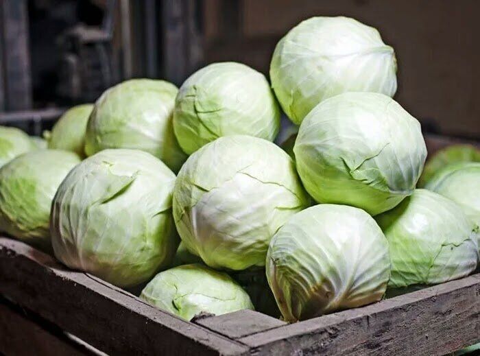 Квашеная капуста: какие сорта выбрать для идеального засолки