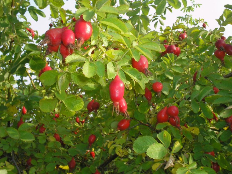 Возвращение шиповника в русский сад