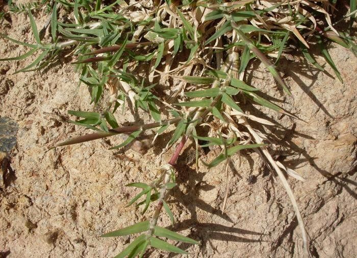 Эффективная борьба с сорняками: секреты для вашего сада