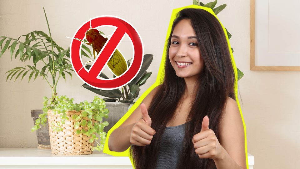 Мошки и близко не подлетят к цветку: вот что кладут в горшок опытные хозяйки