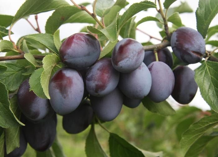 Эффективный уход за сливой: как собрать богатый урожай