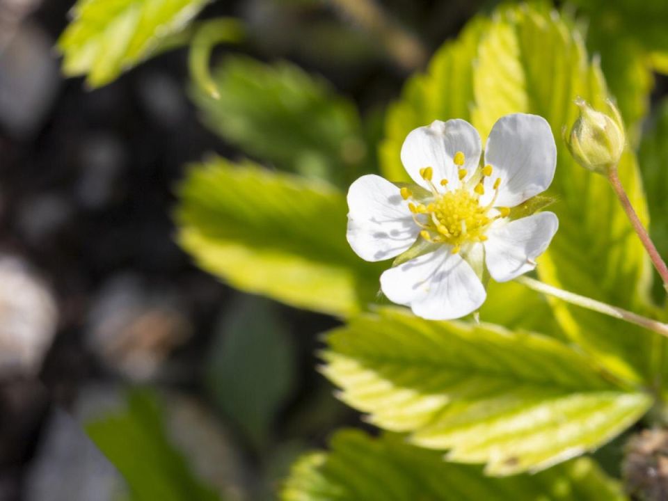 Как избежать пустоцветов на клубнике: секреты успешного урожая