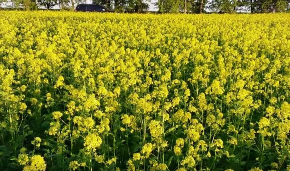 Октябрь: время для сидератов — ваш секрет к здоровой и плодородной почве