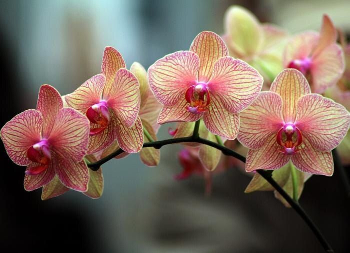 Сохраните красоту орхидей: причины увядания и советы по уходу