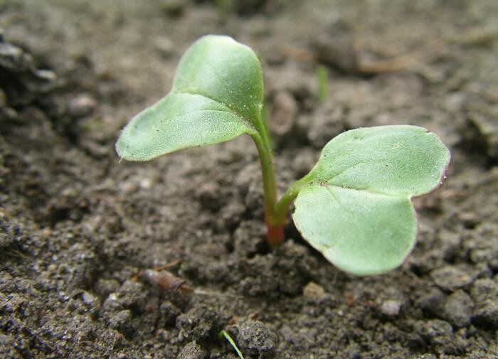 Как предотвратить стрелкование редиса: советы для успешного урожая