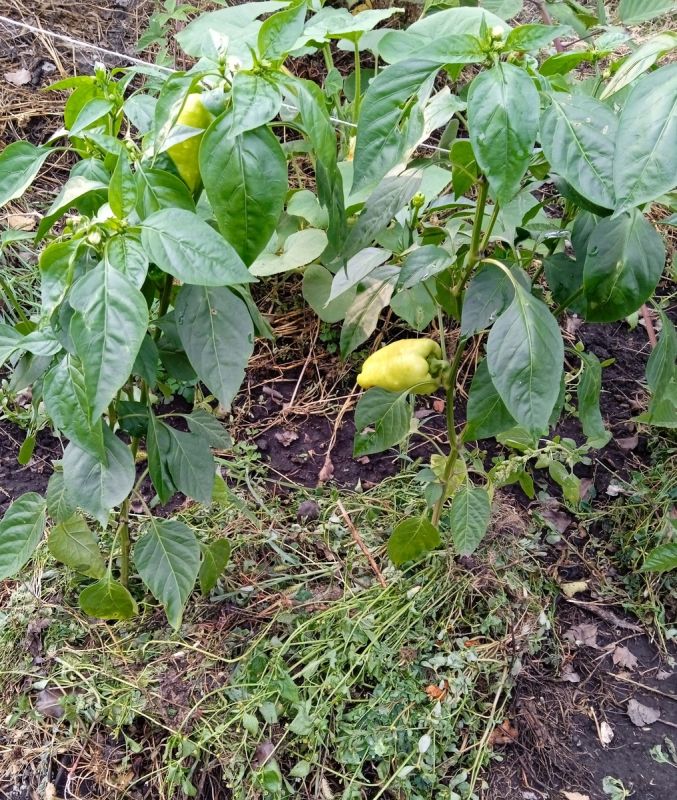 Сорняки в саду: враги или союзники?