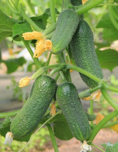 Огуречные герои для зимних маринадов: топ сортов, которые вас впечатлят