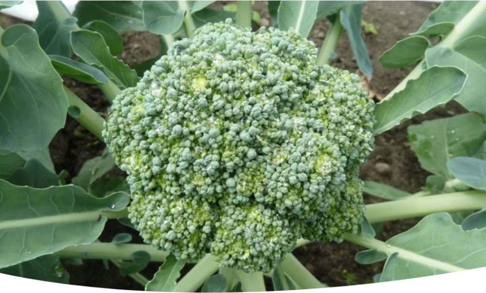 ������� ��������: ������� ��������� ����������� � ������ �����