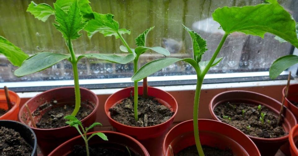 Идеальные огурцы круглый год: секреты домашнего выращивания