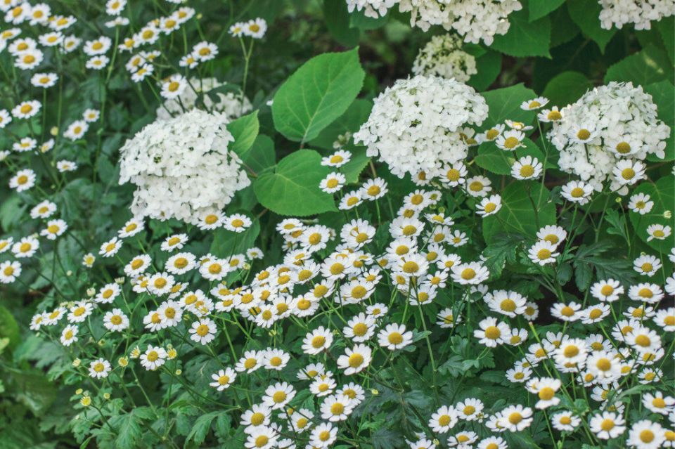 ��� ������� ����������� �������: ������� � ���� ��� ������ ����