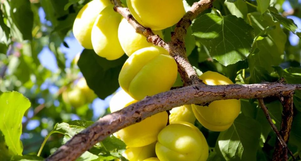 Как выбрать идеальный абрикос «шалах» на рынке: секреты, которые стоит знать