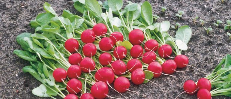 Как вырастить редис зимой: советы для раннего урожая в мае