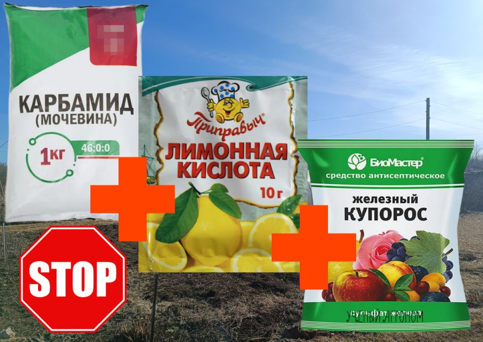 ������ ����� ��������� �� �������� ������: ������������ ���� � ��������� � �������� �������