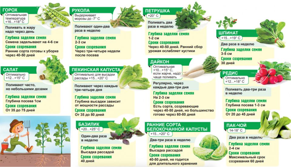 Тайные осенние секреты: как получить двойной урожай на пустых грядках