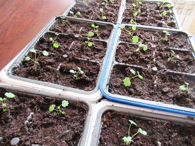 ������� ���������� ������ ���������: ����� � ��� �������� �����, ��� � ������