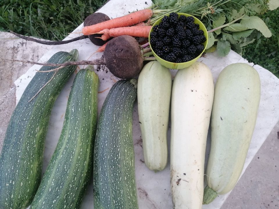 Как сохранить свежесть кабачков до следующего урожая: секреты и советы