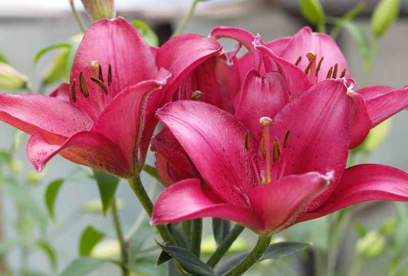 Соседство в саду: как выбрать идеальных растений-компаньонов