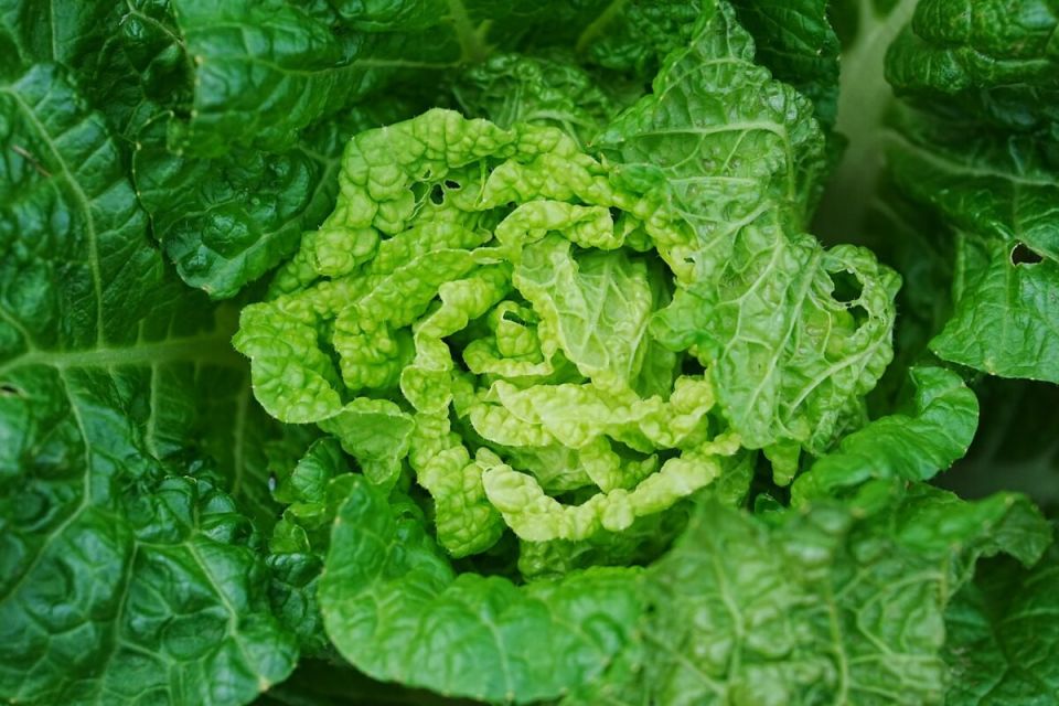 ���� ��� ��������: ������� � ����� �� ������� ��������