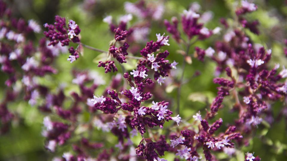 ������: ��� �������� ���������� ��� ��� � ��������� ������