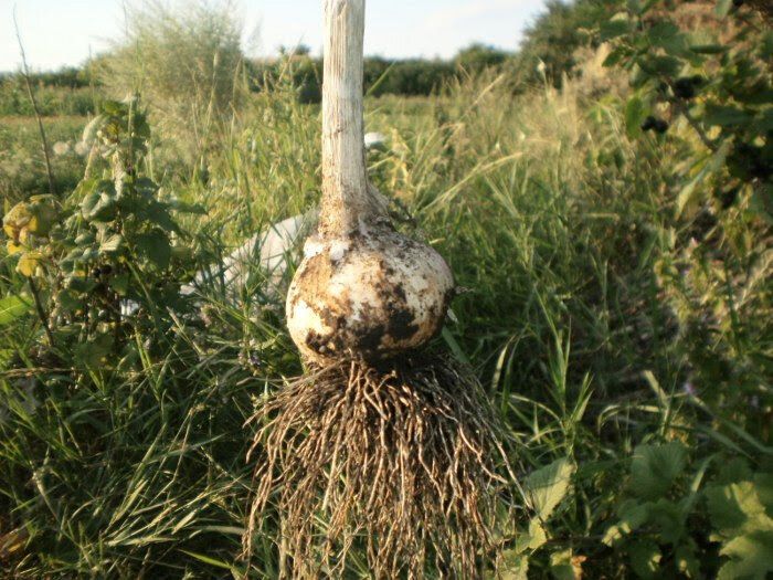 ��� ��������� ������������� ������ � ���� ��� ������������� ������