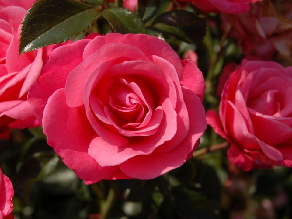 � ��������� � �������� ��������: ��������� ��������-���������� ��� ���