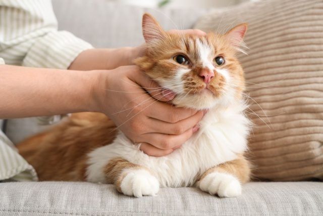 �����, ������� ���� ���� ��������: 11 ������ ����� � ������������ �������