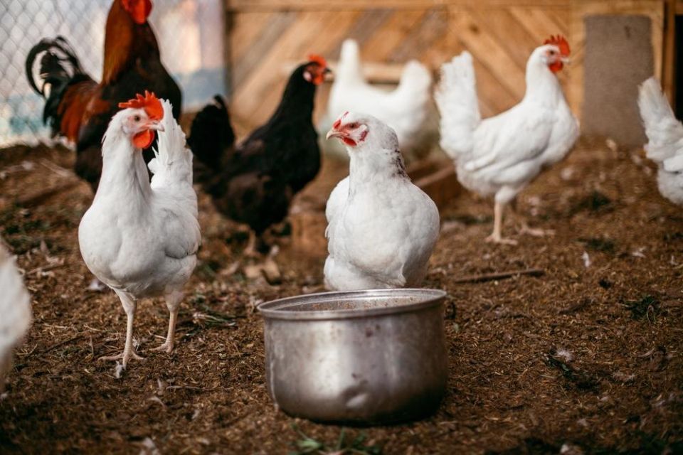 ����������� ������� ������ � ���������� � ���������: ������ ��� ���������� ��������