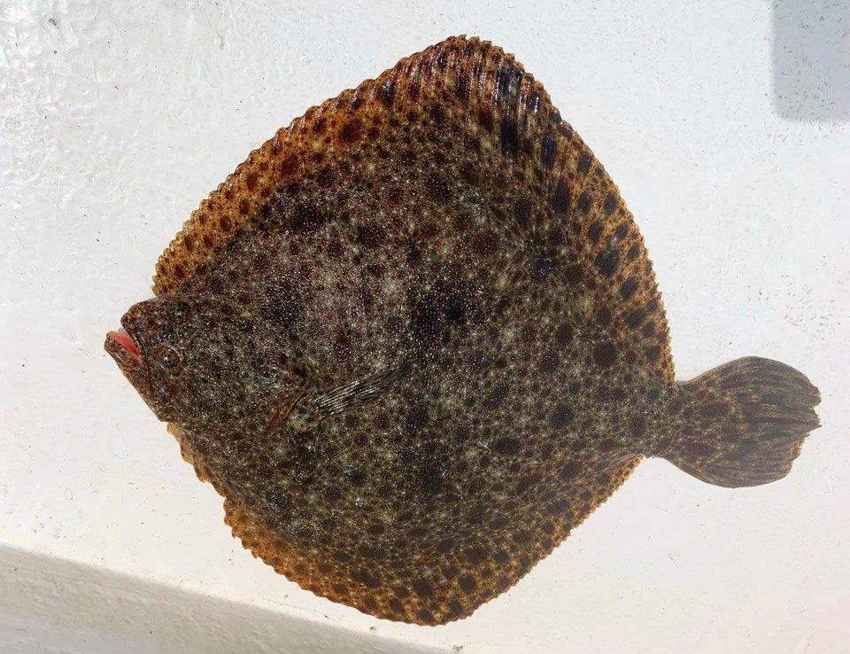 ��������� ��������. ������������ ������.