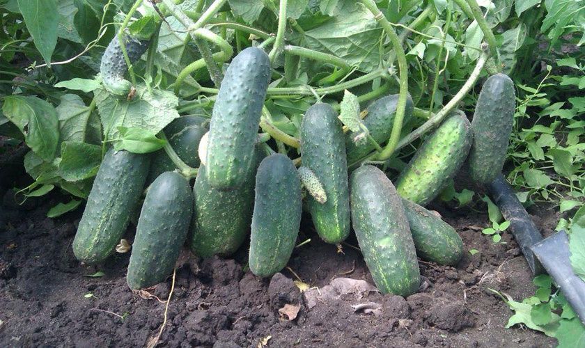 ��������� �������� ������ ���������� �������: �������� ��������� ��� ������� �����