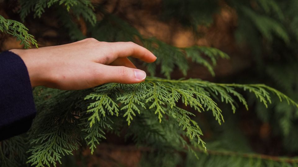 ������� ������� � ��������� ��������� ������: ������� ��� ���������