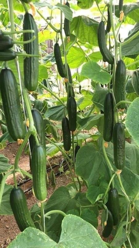 ��� ������, ���� �� ������� ����� �������