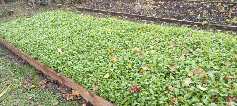 Смесь сидератов — секрет здоровых грядок