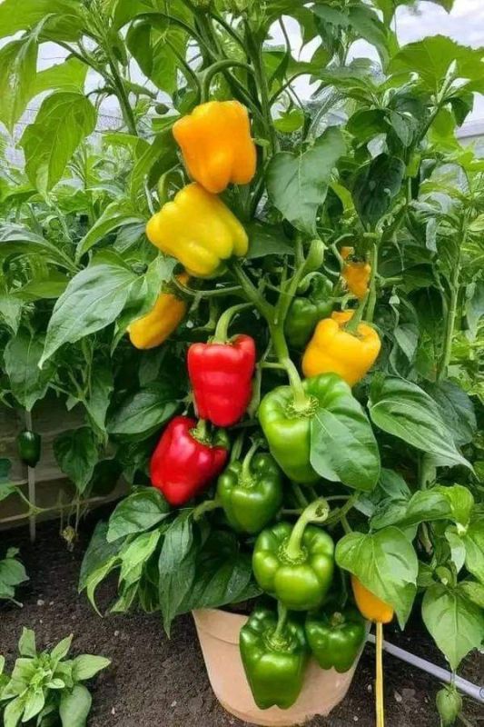 ���������� ����� ��� ������: ��� ���������, ������� ������� ������ � ������� �����