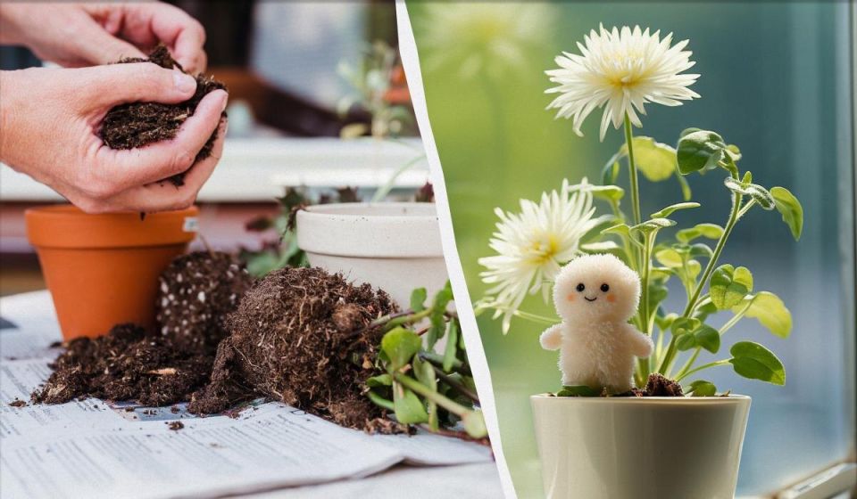 Как избавиться от плесени в горшке: полезные советы для заботливых цветоводов