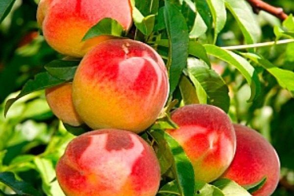 Персик Медовый: Как вырастить сладкий урожай на вашем участке