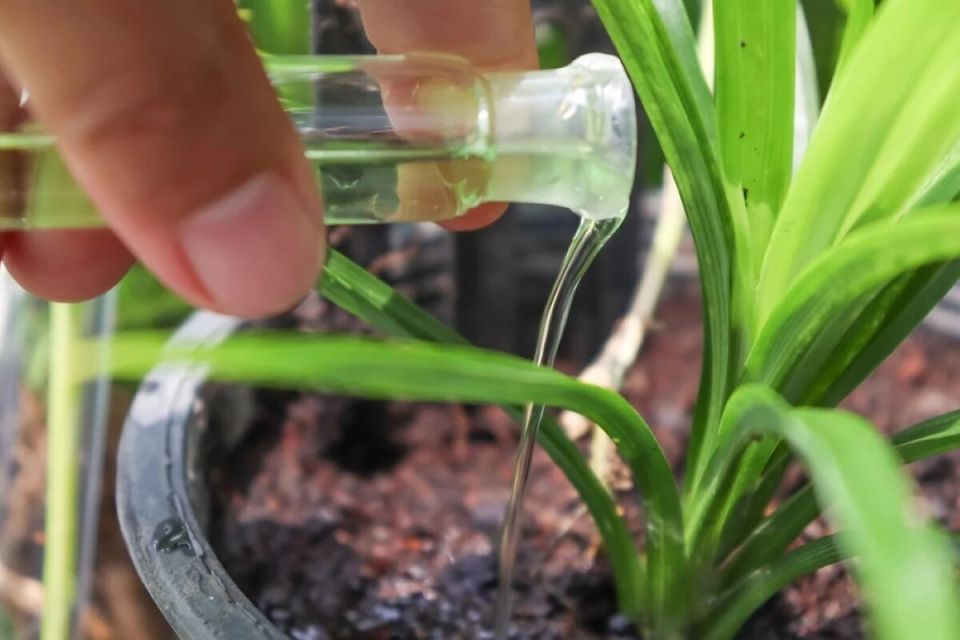 Почему дачники выбирают янтарную кислоту для своих растений: пять неожиданных преимуществ