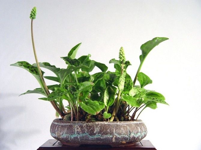 Дримиопсис: как ухаживать за этим тропическим растением в домашних условиях