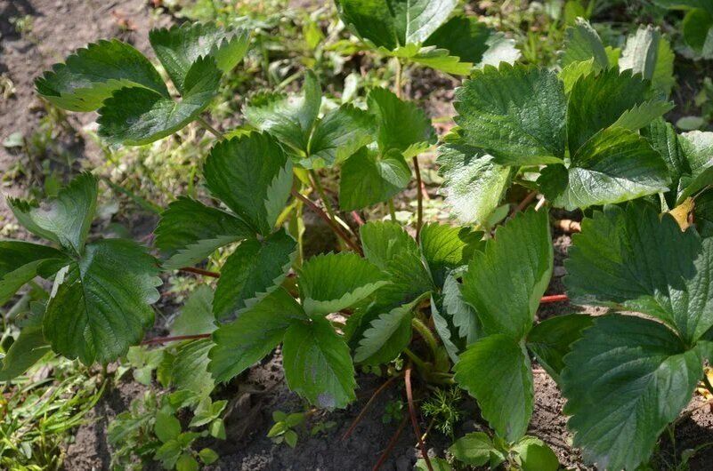 Оптимальные удобрения для клубники после сбора урожая