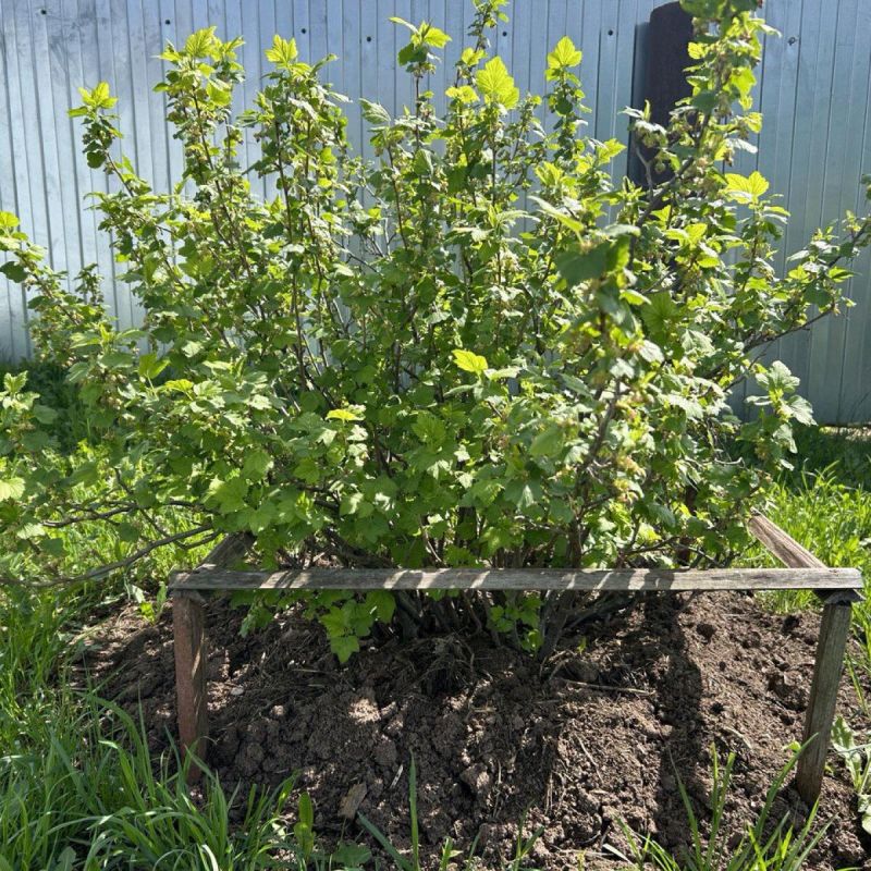 ����������� ���������: ��� ����� ��-��� ��������� �������� ����� ���������