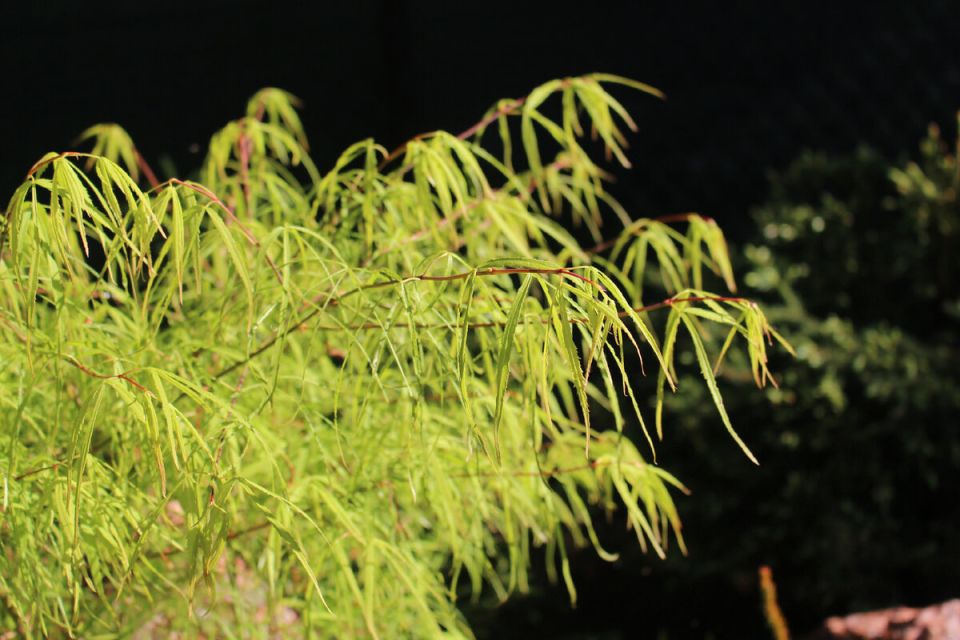 ����� �������� �����������: ����������� ������ Sutherland Gold