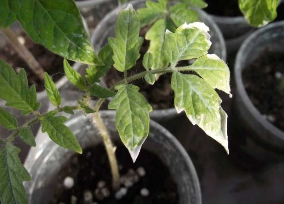 ��� ������������ ��������� ����� ������� �� ������: ������� � ������ � ������