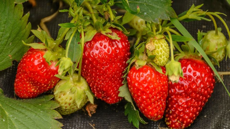 �������� �������� ����� ����: 3 �������, ������� ������ �� ���� � ������