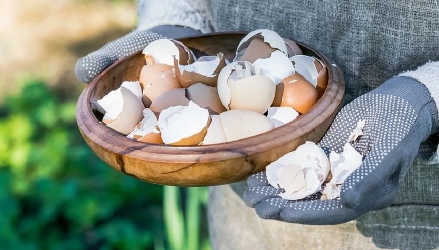 ������������� ����������� ������ ��������: ��� ������������ � ���� � ����