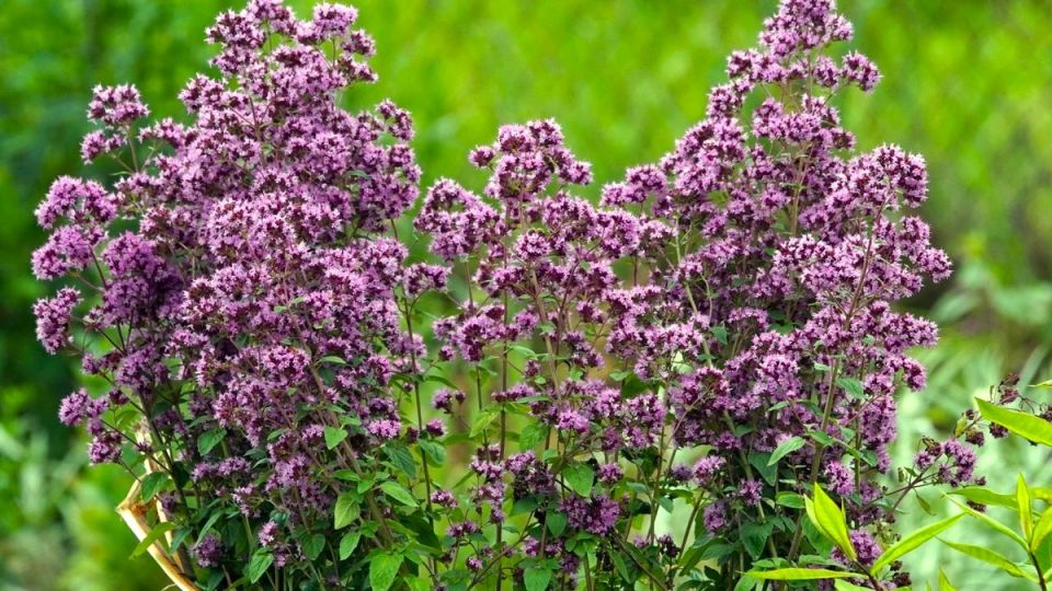 ������ ������� ����: ������ ������ ���������� � ����� �������