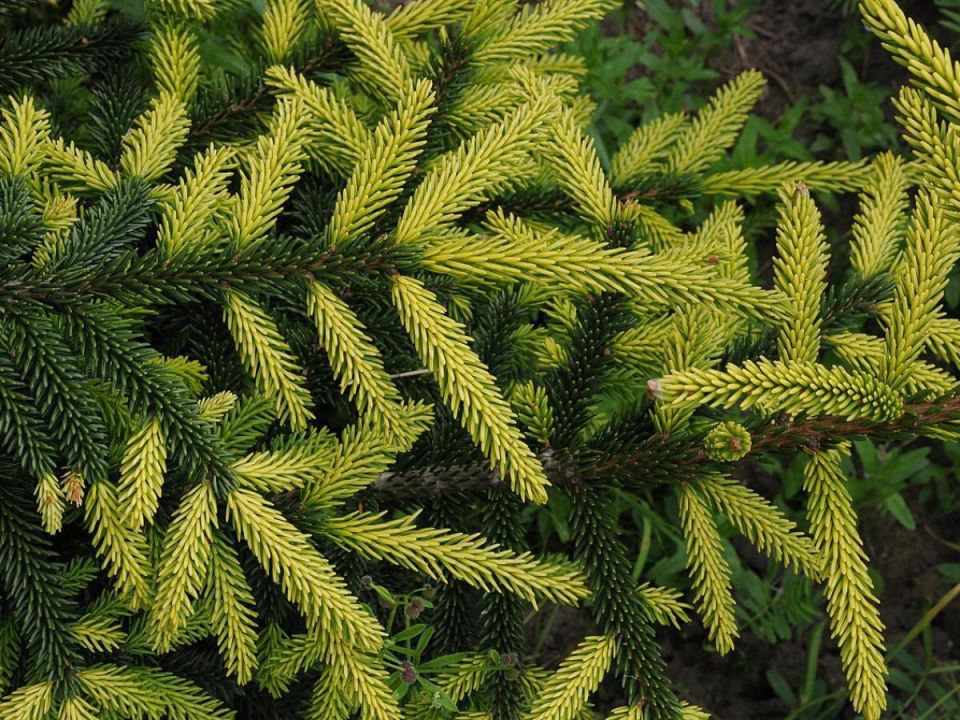 ����� ����� �� ����: ��� �������� �������� � ������� ������ �������� �����