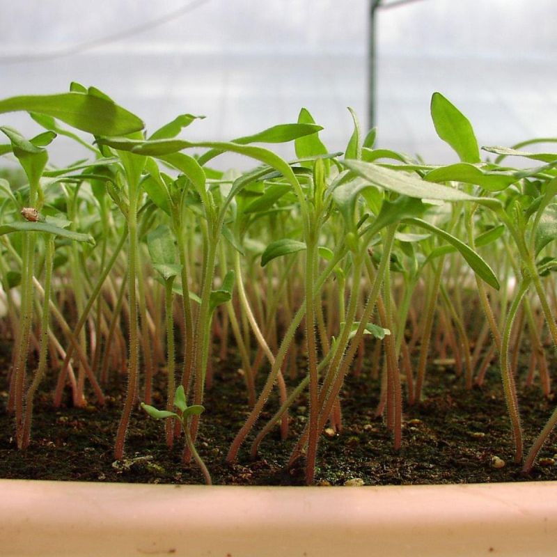 ��� �������� ���� �������: ����������� ������ � �������� ��������