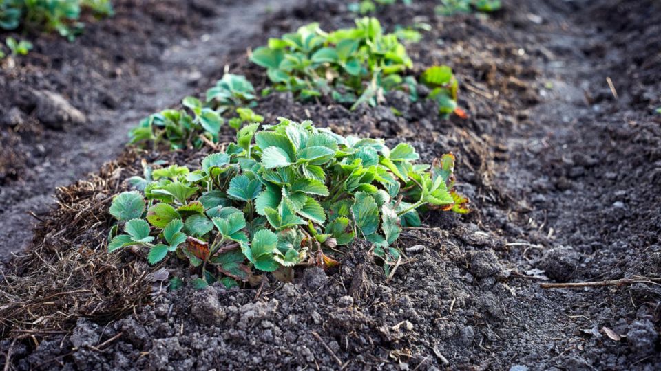 ������������ ������ � ��������: ��� �������� ������ � ���������� ������� ������